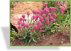 Nelke, Alpenpechnelke, Lychnis alpina