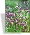 Nelke, Kuckuckslichtnelke, Lychnis flos-cuculi