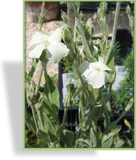 Nelke, Vexiernelke, Lychnis coronaria 'Alba'