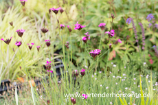 Kartäuser-Nelke, Dianthus carthusianorum