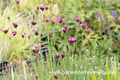 Kartäuser-Nelke, Dianthus carthusianorum