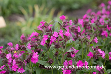 Rotblühende Lichtnelke, Silene dioica