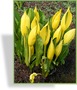 Scheincalla