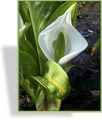 Scheincalla, Lysichiton camtschatcense