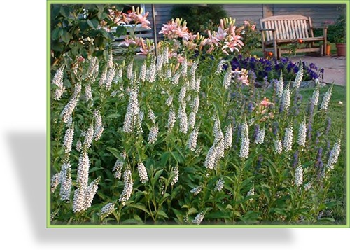 Felberich, Entenschnabel-Felberich, Lysimachia clethroides