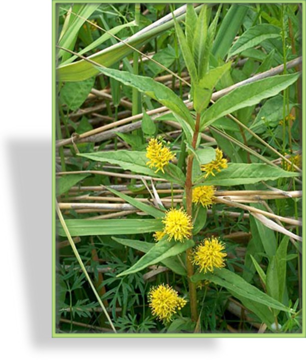 Felberich, Strauß-Gilbweiderich, Lysimachia thyrsiflora