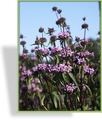 Brandkraut, Phlomis tuberosa 'Bronze Flamingo'