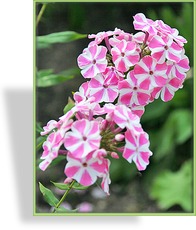 Phlox, hoch, früh