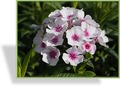 Phlox, Stauden-Phlox, Phlox paniculata 'Swizzle'