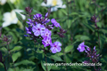 Hohe Flammenblume, Phlox paniculata 'Blue Boy'