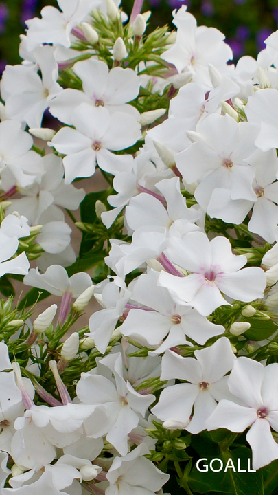 Hohe Flammenblume, Phlox paniculata 'Famous White'