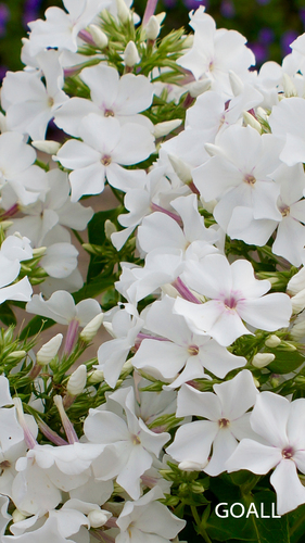 Hohe Flammenblume, Phlox paniculata 'Famous White'