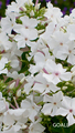 Hohe Flammenblume, Phlox paniculata 'Famous White'