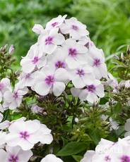 Hohe Flammenblume, Phlox paniculata 'Famous White Eye'