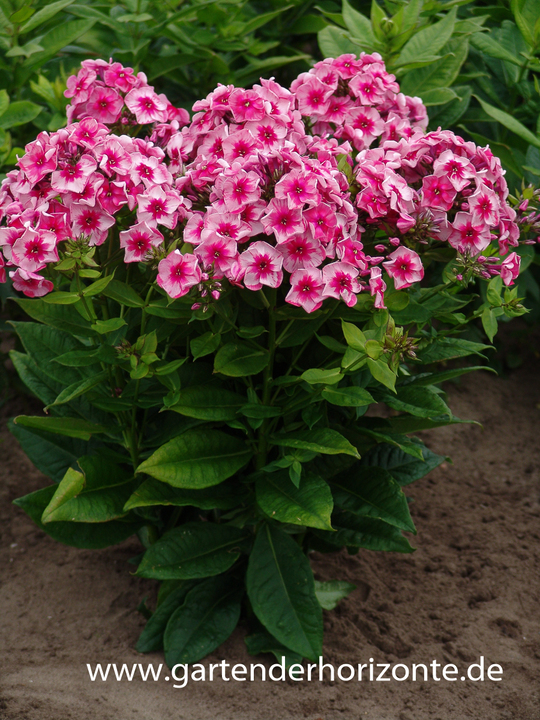 Hohe Flammenblume, Phlox paniculata 'Stars and Stripes'