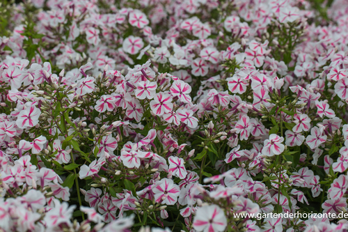 Phlox, Flammenblume, Phlox paniculata 'Twister'