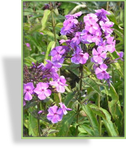 Phlox, Flammenblume, Phlox paniculata 'Blue Paradise'