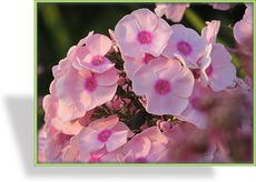 Phlox, Flammenblume, Phlox paniculata 'Landpartie'