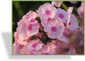 Phlox, Flammenblume, Phlox paniculata 'Landpartie'