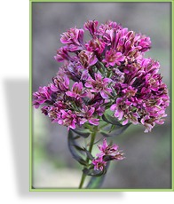 Phlox, Flammenblume, Phlox paniculata 'Natural Feelings'