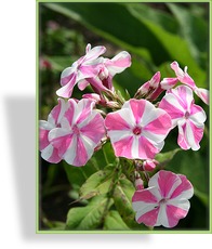 Phlox, Flammenblume, Phlox paniculata 'Peppermint Twist'