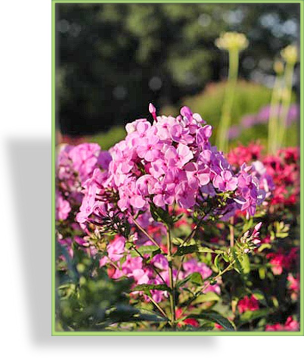 Phlox, Flammenblume, Phlox amplifolia 'Minnehaha'