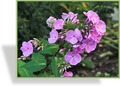 Phlox, Flammenblume, Phlox amplifolia 'Winnetou'