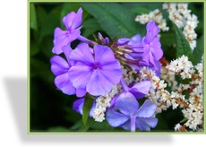 Phlox, Flammenblume, Phlox paniculata 'Amethyst'