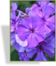Phlox, Flammenblume, Phlox paniculata 'Blue Paradise'