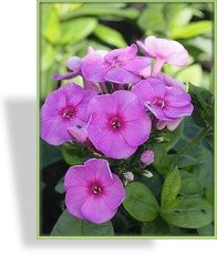 Phlox, Flammenblume, Phlox paniculata 'Cosmopolitan'