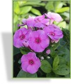 Phlox, Flammenblume, Phlox paniculata 'Cosmopolitan'