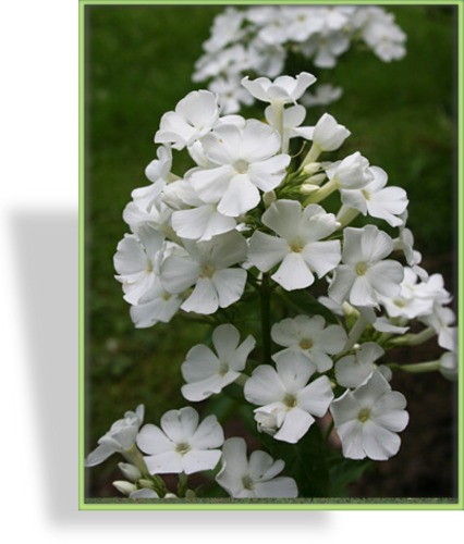 Phlox, Flammenblume, Phlox paniculata 'Danielle'