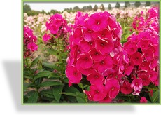 Phlox, Flammenblume, Phlox paniculata 'Grenadine Dream'