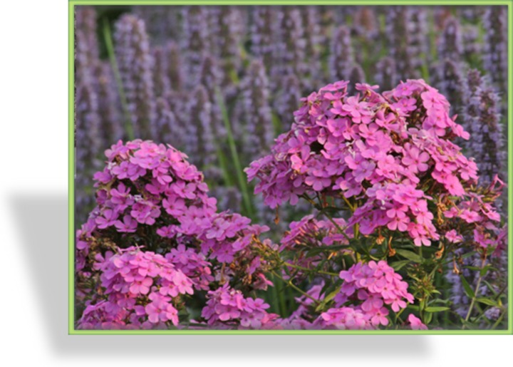 Phlox, Flammenblume, Phlox paniculata 'Hesperis'