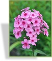 Phlox, hoch, mittelfrüh, SP-Stauden