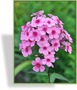 Phlox, hoch, mittelfrüh