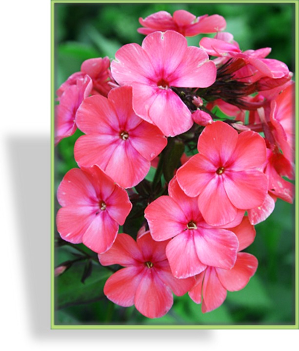 Phlox, Flammenblume, Phlox paniculata 'Orange Perfection'