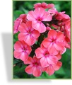 Phlox, Flammenblume, Phlox paniculata 'Orange Perfection'