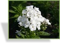 Phlox, Flammenblume, Phlox paniculata 'Pina Colada'