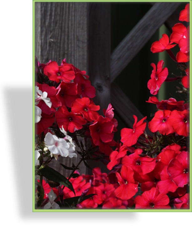 Phlox, Flammenblume, Phlox paniculata 'Red Riding Hood'