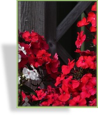 Phlox, Flammenblume, Phlox paniculata 'Red Riding Hood'