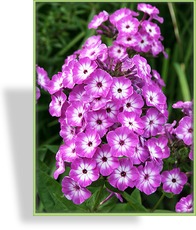 Phlox, Flammenblume, Phlox paniculata 'Uspech'