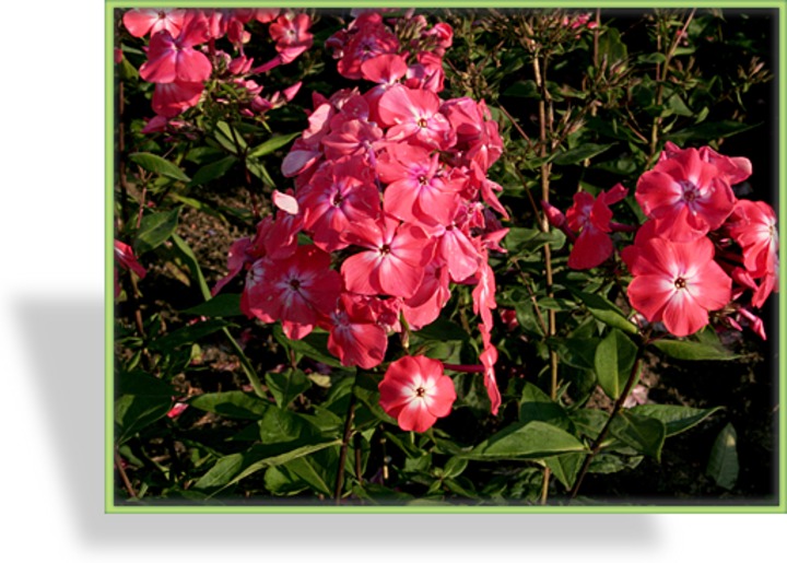 Phlox, Flammenblume, Phlox paniculata 'Watermelon Punch'