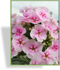 Phlox, Flammenblume, Phlox paniculata 'Younique Bicolor'