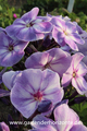 Hohe Flammenblume, Phlox paniculata 'Younique Old Blue'