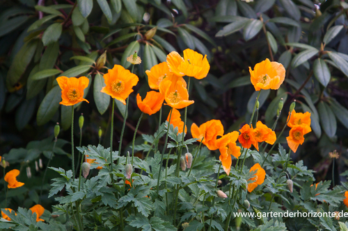 Scheinmohn, Meconopsis cambrica 'Aurantiaca'