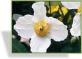 Scheinmohn, Meconopsis betonicifolia 'Alba'