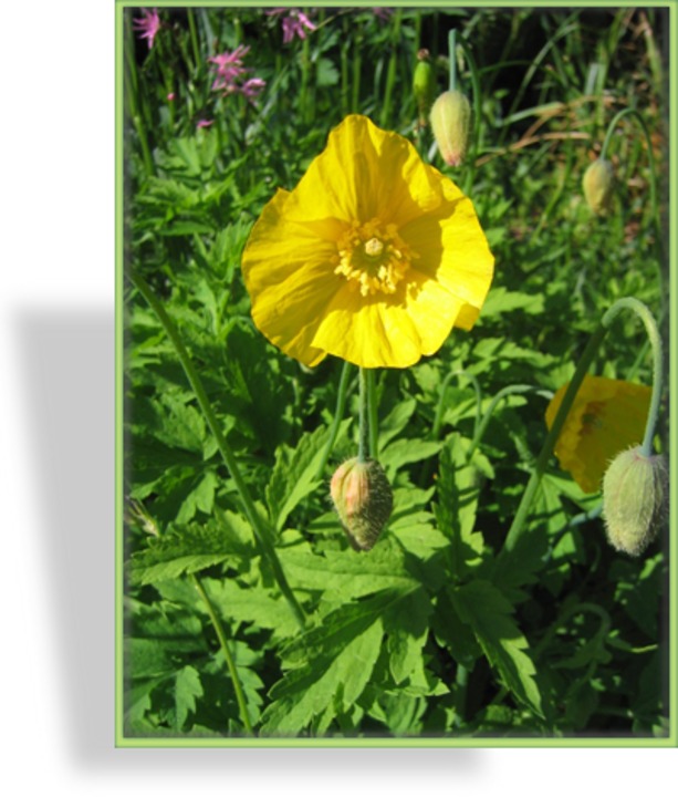 Scheinmohn, Kambrischer Scheinmohn, Meconopsis cambrica