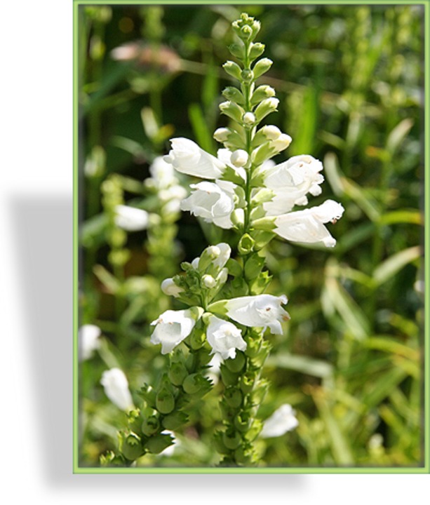 Gelenkblume, Physostegia virginiana 'Crystal Peak White'