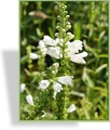 Gelenkblume, Physostegia virginiana 'Crystal Peak White'